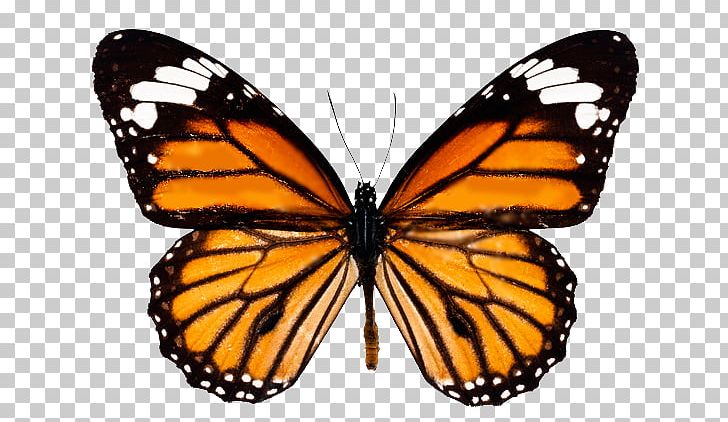 Monarch Butterfly Drawing Desktop PNG, Clipart, Aposematism, Arthropod, Brush Footed Butterfly, Butterflies And Moths, Butterfly Free PNG Download