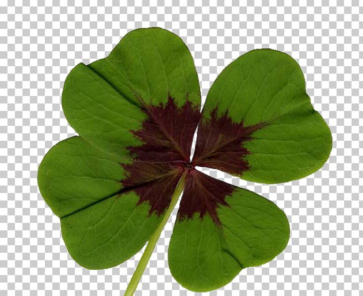 Oxalis Tetraphylla Four-leaf Clover Symbol Oxalis Triangularis PNG, Clipart, 4 Leaf Clover, Annual Plant, Clover, Clover Border, Clover Leaf Free PNG Download