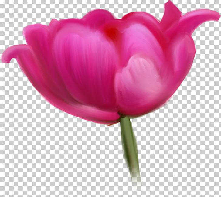 Tulip Cut Flowers Raster Graphics PNG, Clipart, Closeup, Cvety, Display Resolution, Flower, Flowering Plant Free PNG Download