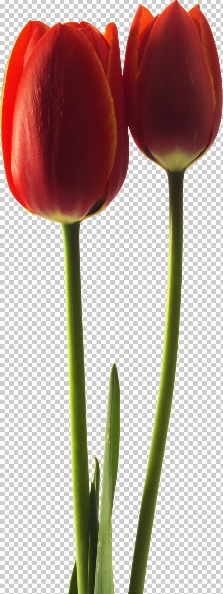 Tulip Plant Stem Puthandu Bud Petal PNG, Clipart, Bud, Closeup, Flower, Flowering Plant, Flowers Free PNG Download
