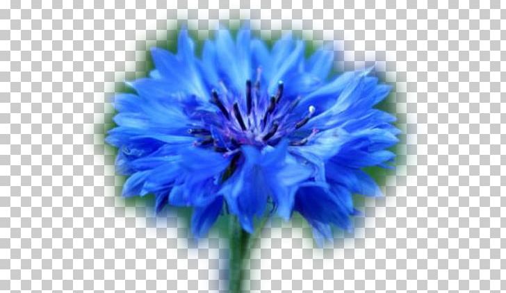 Cornflower Honey Plants Almindelig Rug PNG, Clipart, Annual Plant, Aster, Blossom, Blue, Chicory Free PNG Download