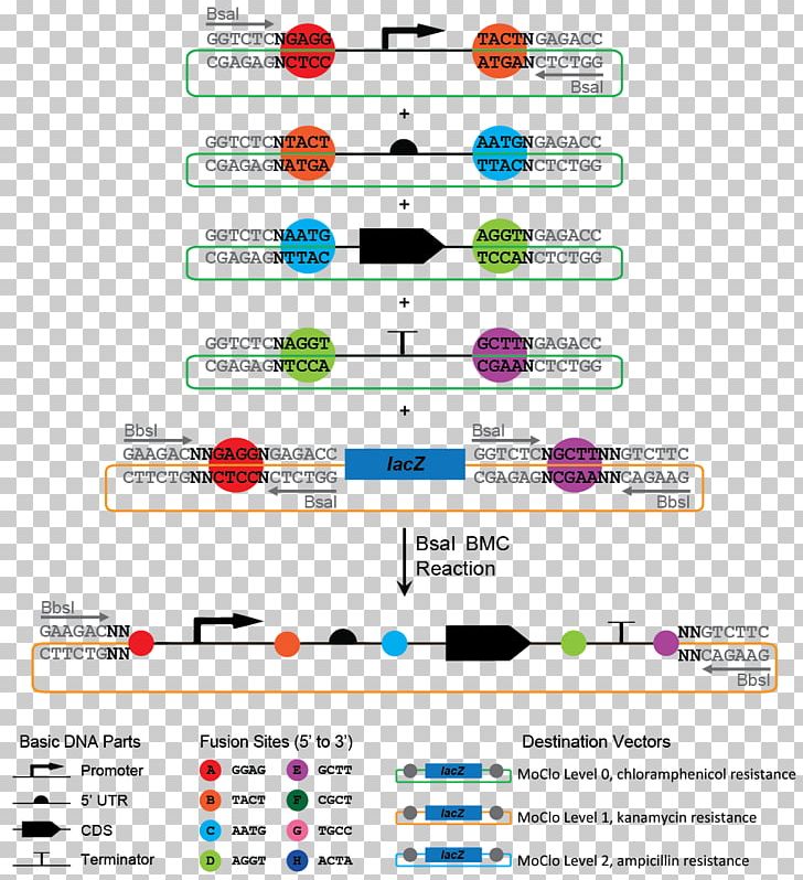International Genetically Engineered Machine Promoter Terminator DNA Polymerase Chain Reaction PNG, Clipart, Area, Brand, Cloning, Diagram, Dna Free PNG Download