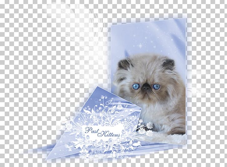 Kitten Persian Cat Birman Himalayan Cat Exotic Shorthair PNG, Clipart, Animals, Birman, Carnivoran, Cat, Cat Like Mammal Free PNG Download