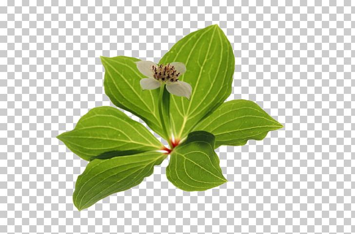 Leaf Plant Photosynthesis Green Raster Graphics PNG, Clipart, Autumn Leaf, Betel, Color, Euclidean Vector, Flowers Free PNG Download