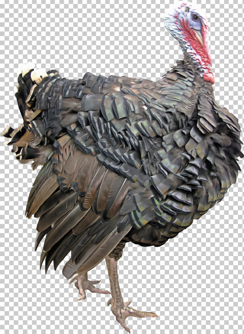 Feather PNG, Clipart, Beak, Bird, Chicken, Feather, Flightless Bird Free PNG Download