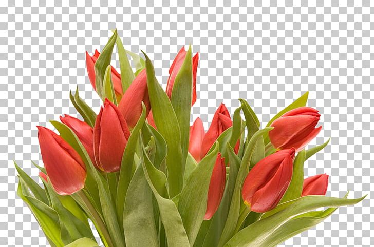 Cut Flowers Flower Bouquet Tulip PNG, Clipart, Bud, Cut Flowers, Desktop Wallpaper, Display Resolution, Download Free PNG Download