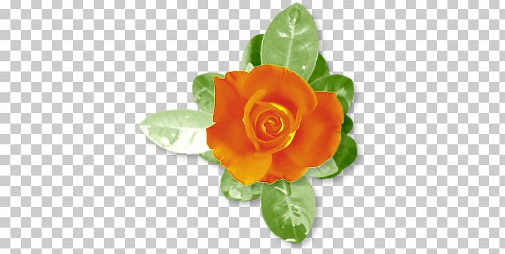 Garden Roses Flower PNG, Clipart, Csaba Fecske, Cut Flowers, Desktop Wallpaper, Document, Floribunda Free PNG Download