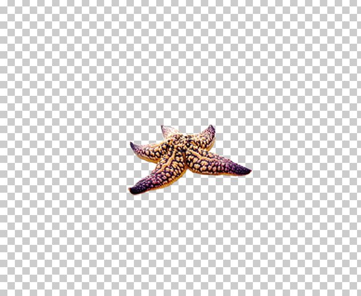 Starfish Purple Seashell Yellow PNG, Clipart, Animals, Beach, Beautiful Starfish, Bolinus Brandaris, Cartoon Starfish Free PNG Download