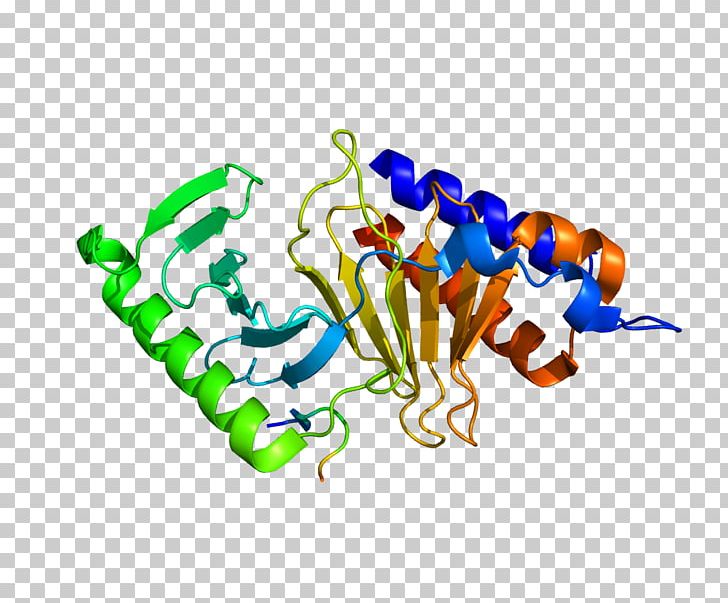 CDC25C Protein Phosphatase Gene PNG, Clipart, Cdc, Cdc25, Cdc25a, Cell Cycle, Cell Division Free PNG Download