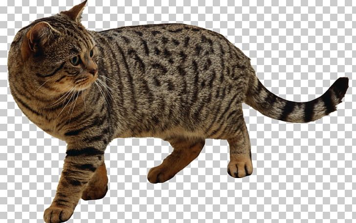 Dragon Li American Bobtail California Spangled Tabby Cat American Shorthair PNG, Clipart, Ameri, American Bobtail, American Shorthair, Carnivoran, Cat Like Mammal Free PNG Download