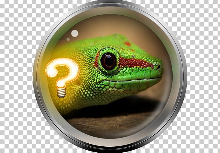 Lizard Eidechse Tokay Gecko 2018 Sónar PNG, Clipart, Amphibians, Android, Android App, Animals, Eidechse Free PNG Download