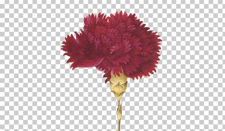 Carnation Botanical Illustration Botany Flower PNG, Clipart, Botanical Illustration, Botany, Carnation, Clip, Cut Flowers Free PNG Download