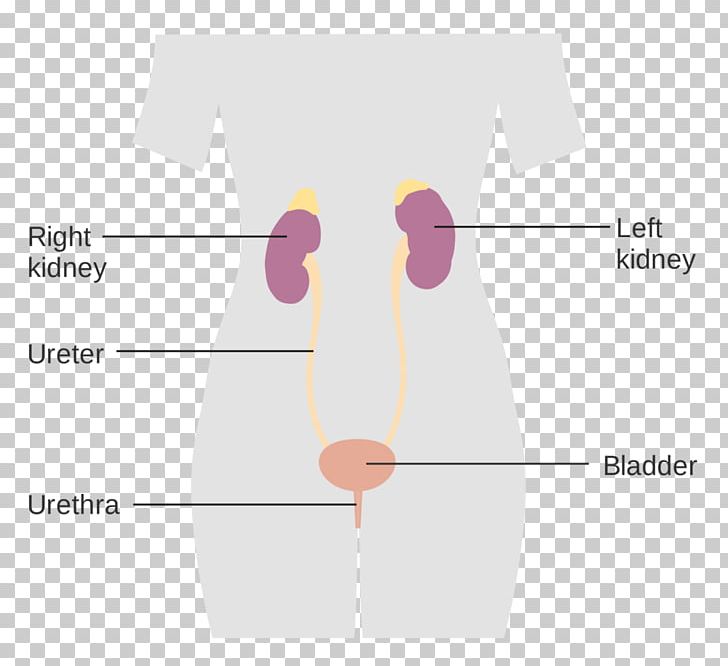 Excretory System Ear Abdomen Urine PNG, Clipart, Abdomen, Angle, Arm, Brand, Cancer Free PNG Download