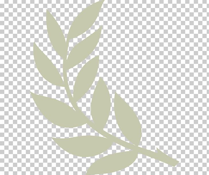 Olive Branch Church Stacy B. Windrow 5k PNG, Clipart, Branch, Church, Flower, Food Drinks, Leaf Free PNG Download