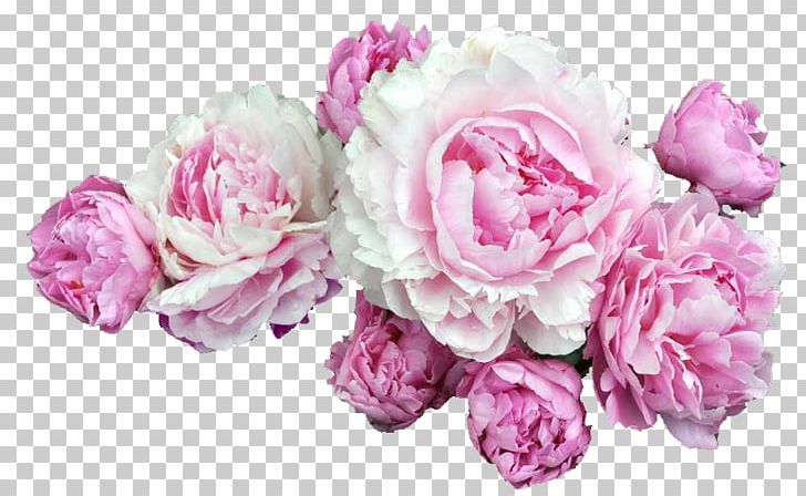 Peony Portable Network Graphics Pink Flowers Desktop PNG, Clipart, Artificial Flower, Chinese Peony, Cut Flowers, Desktop Wallpaper, Download Free PNG Download