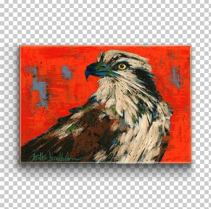 Bald Eagle Hawk Art Bird PNG, Clipart, Animals, Art, Bald Eagle, Beak, Bird Free PNG Download