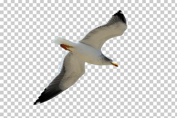 European Herring Gull Columbidae Bird Squab Great Black-backed Gull PNG, Clipart, Albatross, Animals, Ave, Beak, Bird Free PNG Download