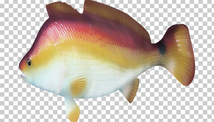 Bony Fishes Animal PNG, Clipart, Animal, Animals, Bony Fish, Bony Fishes, Color Free PNG Download
