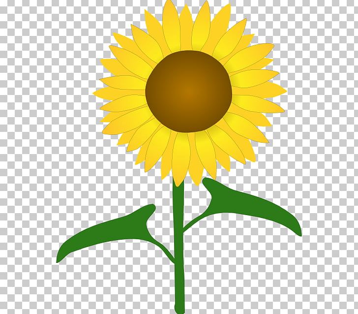 Common Sunflower Drawing PNG, Clipart, Art, Clip Art, Common Sunflower, Cut Flowers, Daisy Family Free PNG Download