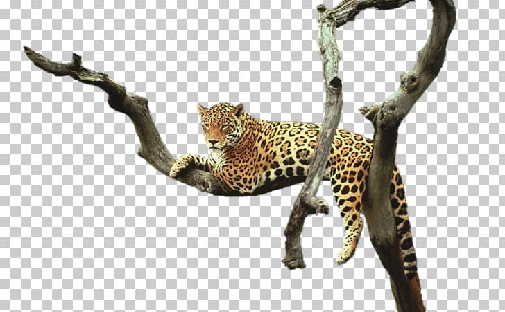 Leopard Cheetah Jaguar Animal PNG, Clipart, Animal, Animals, Big Cats, Car, Carnivoran Free PNG Download