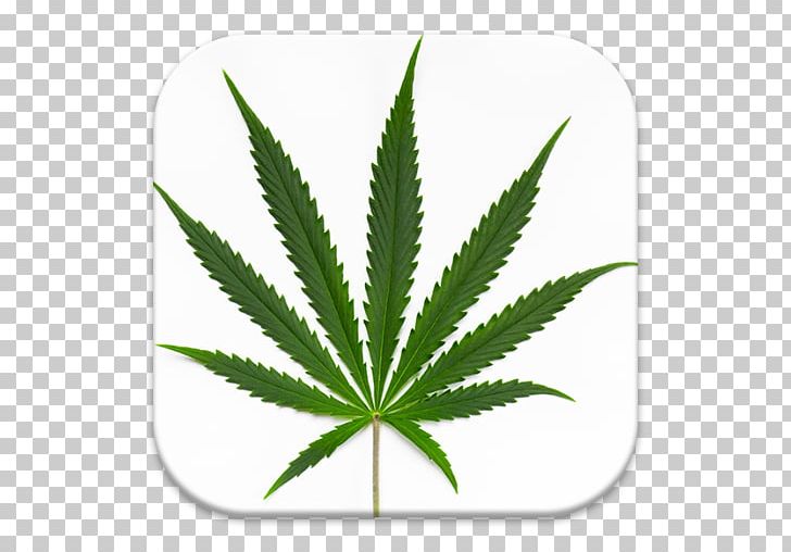 Cannabis Sativa Medical Cannabis Cannabis Ruderalis Cannabis Smoking PNG, Clipart, Cannabidiol, Cannabis, Cannabis Cultivation, Cannabis Ruderalis, Cannabis Sativa Free PNG Download