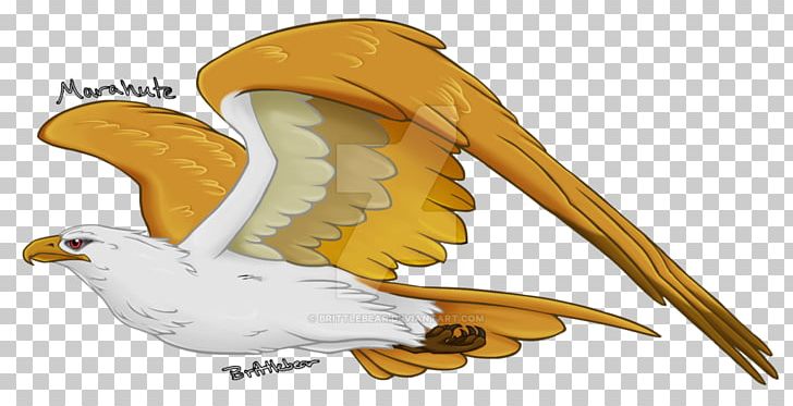 Marahute Fan Art Drawing Eagle PNG, Clipart, Animals, Art, Beak, Bird, Bird Of Prey Free PNG Download