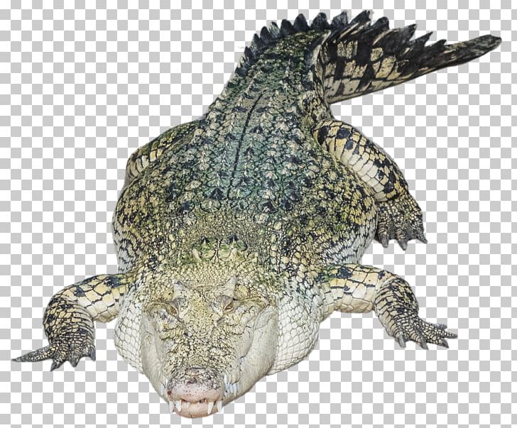Nile Crocodile Alligator PNG, Clipart, Alligator, Animals, Coreldraw, Crocodile, Crocodiles Free PNG Download