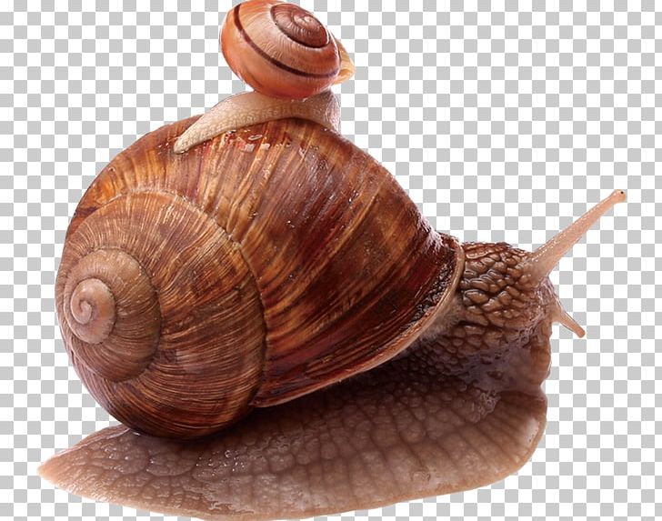 Snail Escargot Orthogastropoda PNG, Clipart, Animals, Conchology, Crawl, Effect, Escargot Free PNG Download