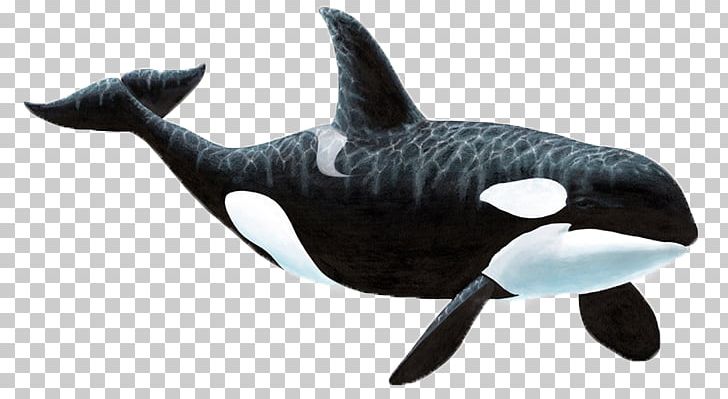 Wall Decal Sticker Killer Whale PNG, Clipart, Animal Figure, Animals, Apex Predator, Blackfish, Captive Killer Whales Free PNG Download