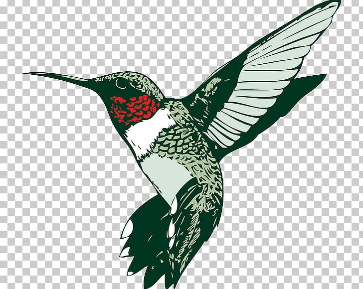 Ruby-throated Hummingbird PNG, Clipart, Animals, Beak, Bird, Broadtailed Hummingbird, Drawing Free PNG Download