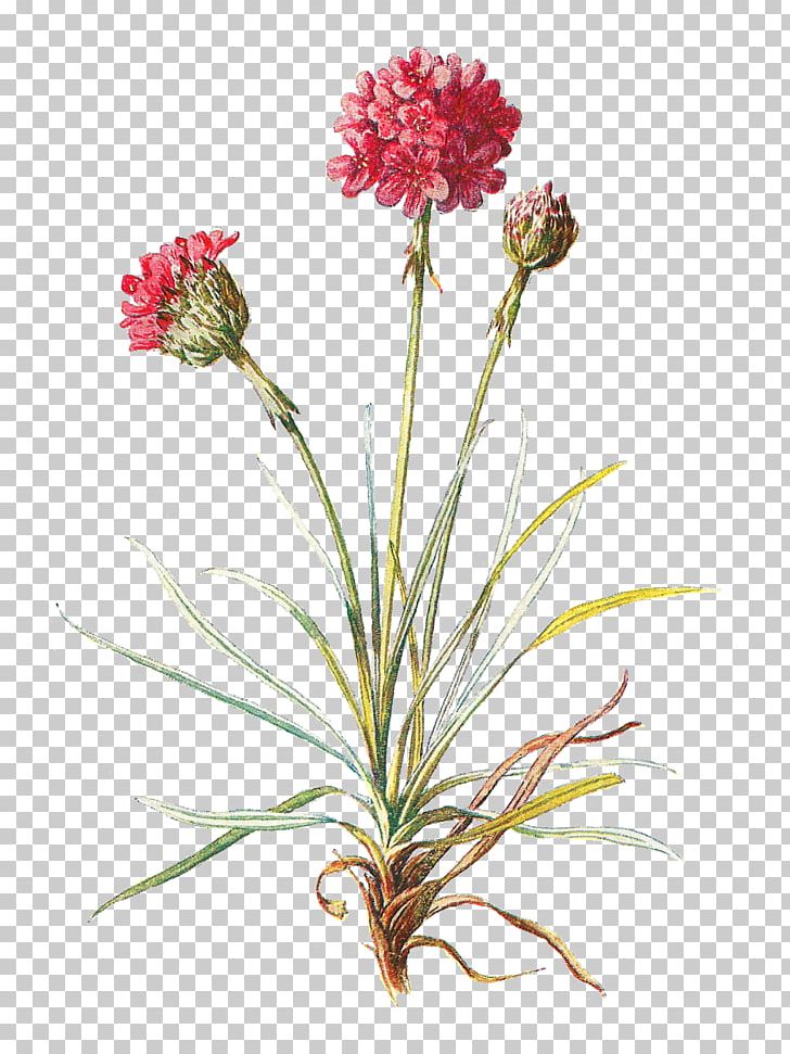 Wildflowers Of North America: A Guide To Field Identification PNG, Clipart, Blog, Botany, Carnation, Cut Flowers, Desktop Wallpaper Free PNG Download