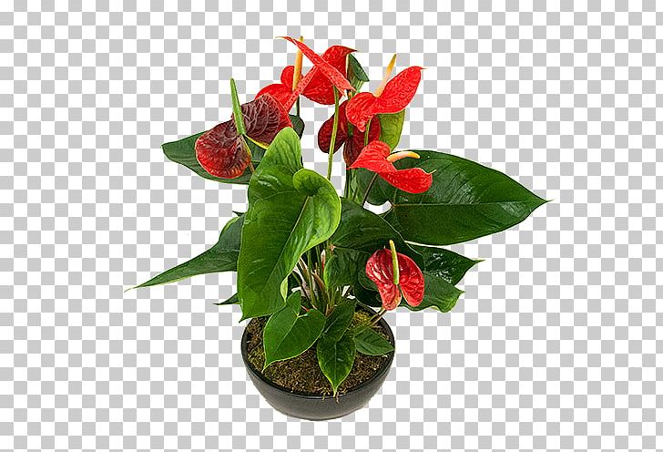 Floral Design Cut Flowers Flowerpot Laceleaf PNG, Clipart, Artificial Flower, Cut Flowers, Floral Design, Florist, Floristry Free PNG Download