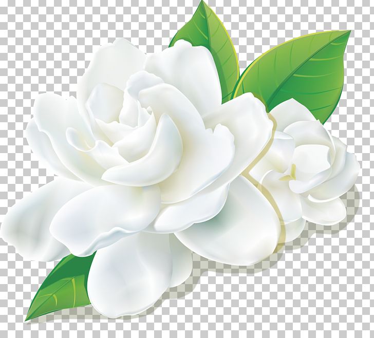 Fresh Camellia PNG, Clipart, Artificial Flower, Camellia, Computer Icons, Cut Flowers, Encapsulated Postscript Free PNG Download