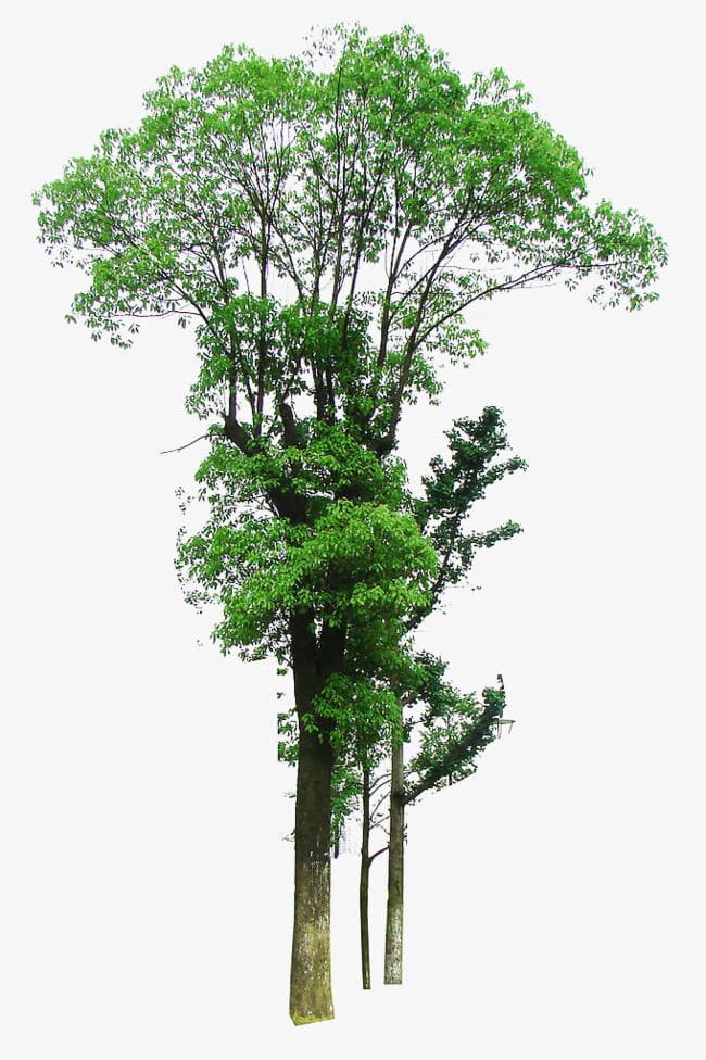 Linden Tree Growth Material PNG, Clipart, Backgrounds, Botany, Branch, Branches, Environment Free PNG Download