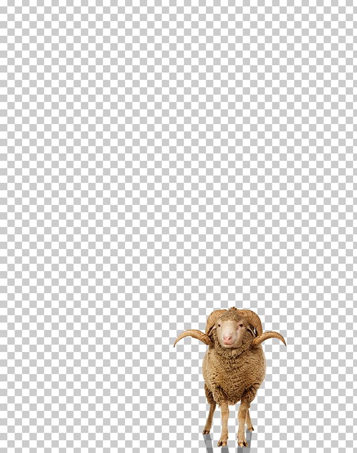 Sheep Goat Cattle Wildlife Snout PNG, Clipart, Animals, Cattle, Cattle Like Mammal, Cow Goat Family, Editing Free PNG Download