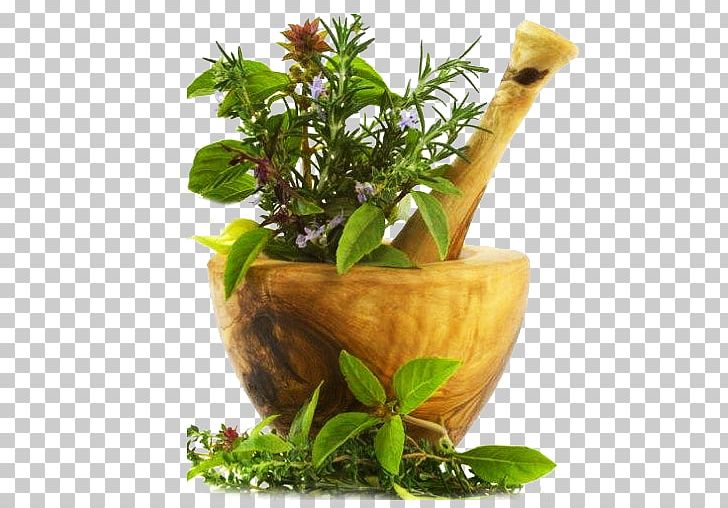 Thaibah Residency Kottakkal Ayurveda Indian Bdellium-tree Medicine Pharmacy PNG, Clipart, Asparagus, Asparagus Racemosus, Ayurveda, Cure, Flowerpot Free PNG Download