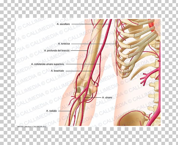 Thumb Shoulder Deep Artery Of Arm Brachial Artery PNG, Clipart, Abdomen, Anatomy, Arm, Artery, Axillary Artery Free PNG Download