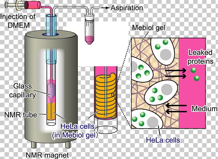 Cell Nuclear Magnetic Resonance Spectroscopy Of Proteins Nuclear Magnetic Resonance Spectroscopy Of Proteins Protein Crystallization PNG, Clipart, Bioreactor, Cell, Crystal, Crystallography, Cylinder Free PNG Download