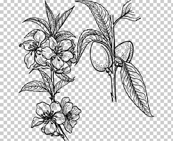Drawing Plant PNG, Clipart, Almond, Art, Artwork, Black And White, Branch Free PNG Download