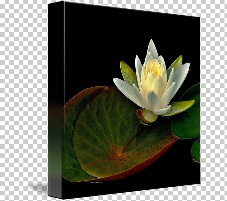 Elixir Of Life Nelumbo Nucifera Kind PNG, Clipart, Aquatic Plant, Aquatic Plants, Artist, Elixir, Elixir Of Life Free PNG Download