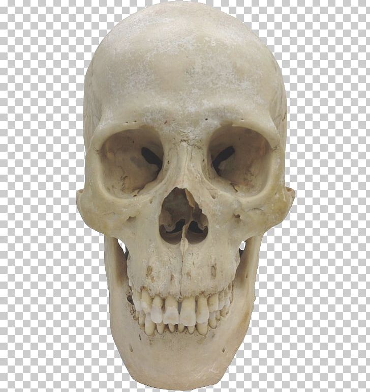 Florisbad Skull Homo Sapiens Chimpanzee Skeleton PNG, Clipart, Animal, Artifact, Bone, Cataloging, Chimpanzee Free PNG Download