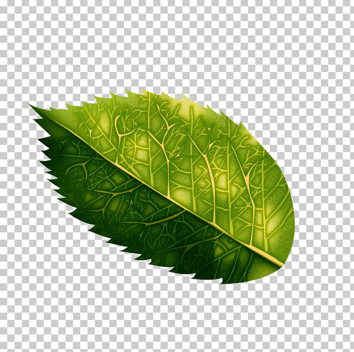 Green Leaf Ornament PNG, Clipart, Art, Cartoon, Euclidean Vector, Floral, Floral Border Free PNG Download