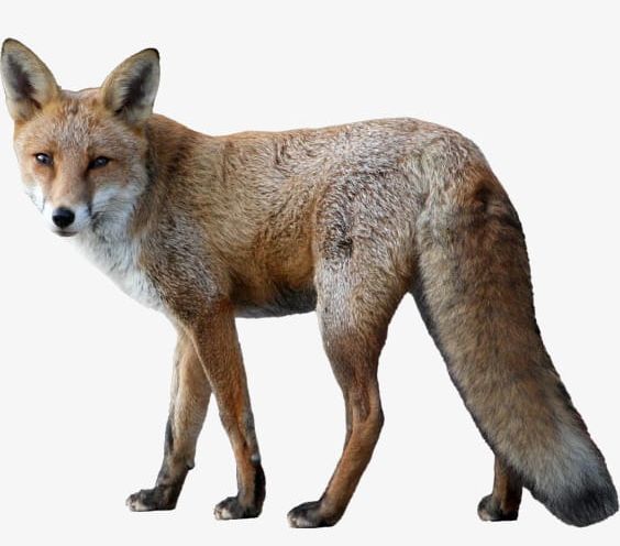 Fox Little Fox PNG, Clipart, Animal, Fox, Fox Clipart, Fox Little Fox, Little Free PNG Download