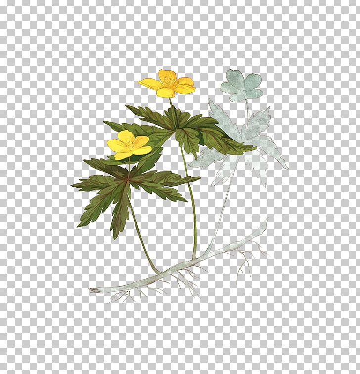 Petal Leaf Plant Stem Flowering Plant PNG, Clipart, Branch, Branching, Flora, Flower, Flowering Plant Free PNG Download
