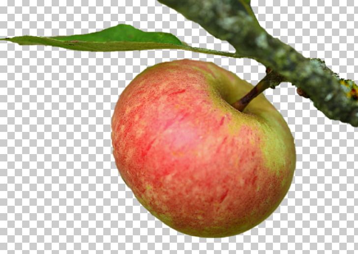 Apple Painting Advertising Food PNG, Clipart, Advertising, Apple, Elma, Elma Resimleri, Elma Resmi Free PNG Download