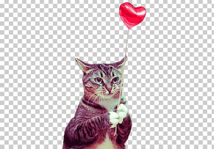 Kitten Munchkin Cat Valentine's Day Pet Birthday PNG, Clipart,  Free PNG Download