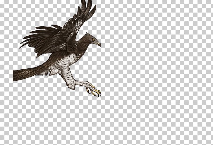 Martial Eagle Bird Owl Long-crested Eagle PNG, Clipart, Animals, Barn Owl, Beak, Bearded Vulture, Bird Free PNG Download