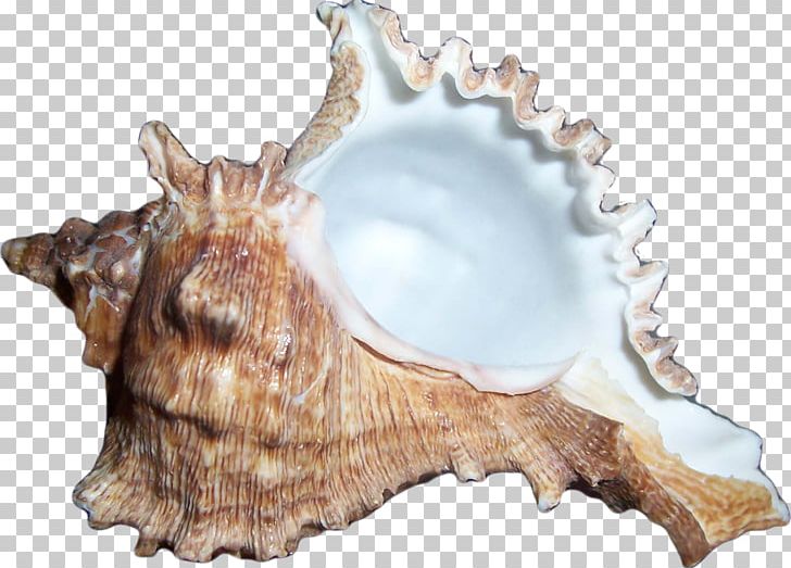 Sea Snail Icon PNG, Clipart, Brown Background, Conch, Conchology, Creative Ads, Creative Artwork Free PNG Download
