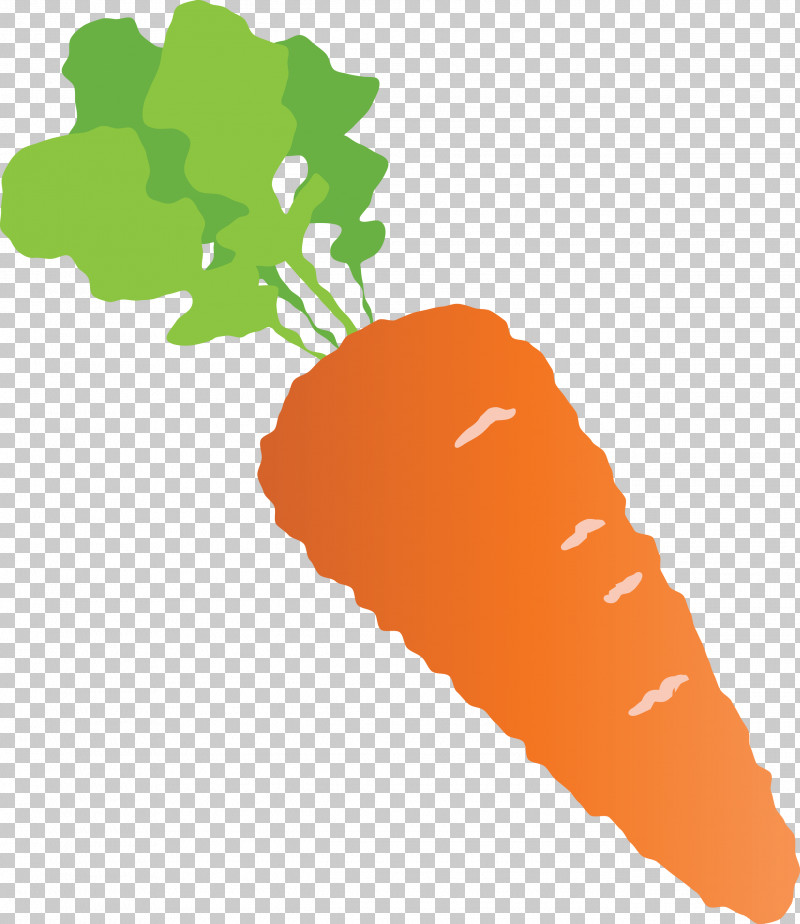Carrot PNG, Clipart, Carrot, Fruit, Geometry, Line, Mathematics Free PNG Download