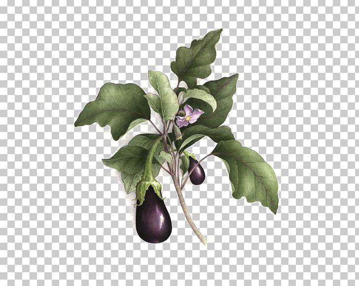 Botanical Illustration Botany Watercolor Painting Drawing Illustration PNG, Clipart, Artist, Art Nouveau, Biodiversity Heritage Library, Branch, Fruit Free PNG Download